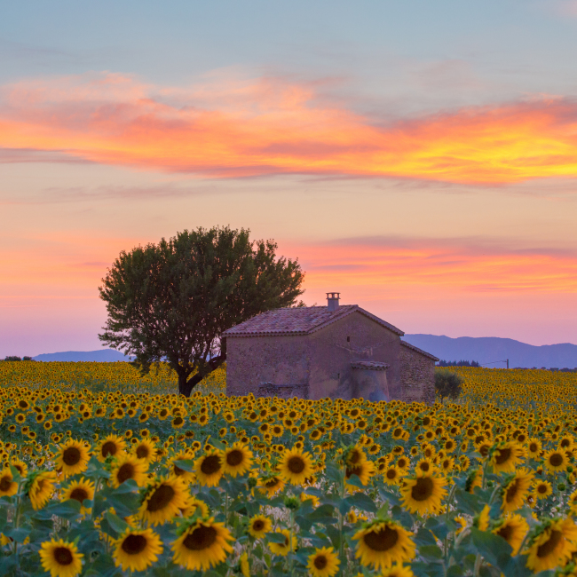 Lavendar and sunflower fields with a farmhouse